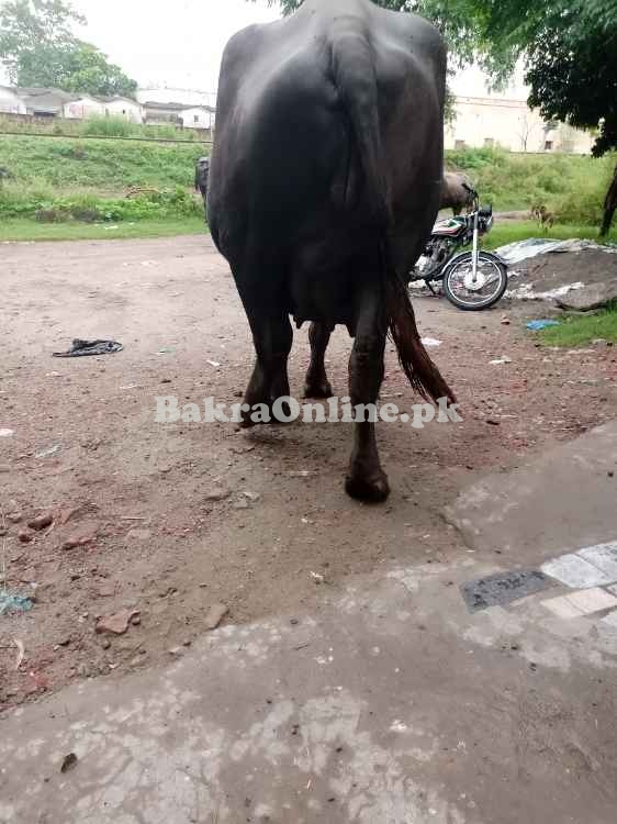 دو عدد بھینس سونے والے
