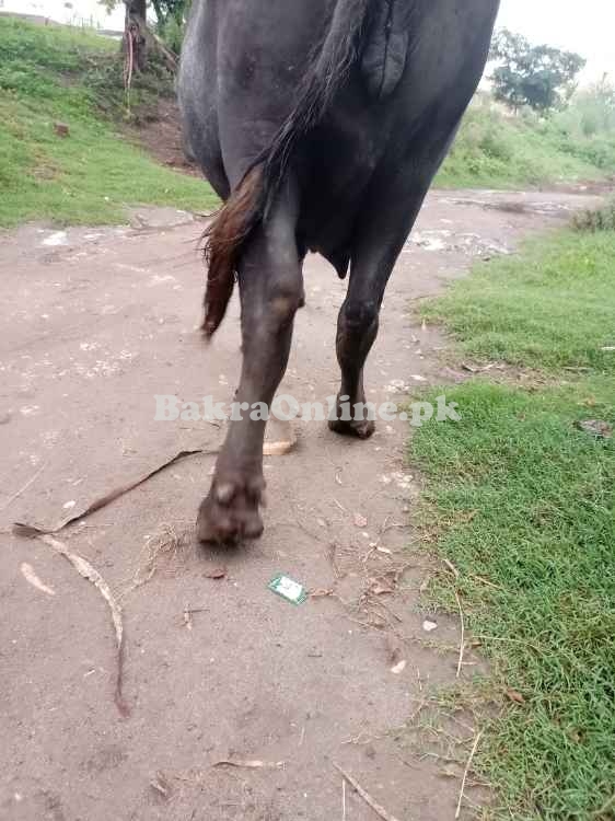 دو عدد بھینس سونے والے