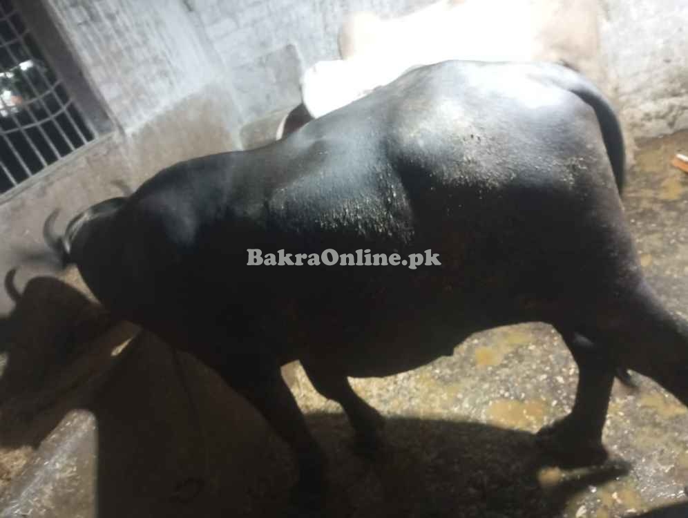 8 MONTH PADA FOR SALE 155 TO 165KG BOTI BOTI