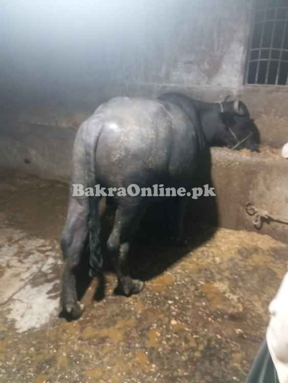 8 MONTH PADA FOR SALE 155 TO 165KG BOTI BOTI