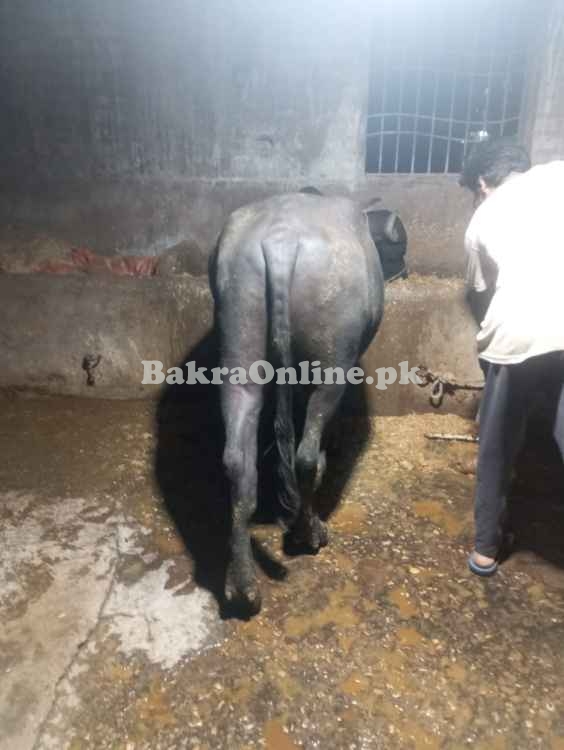 8 MONTH PADA FOR SALE 155 TO 165KG BOTI BOTI