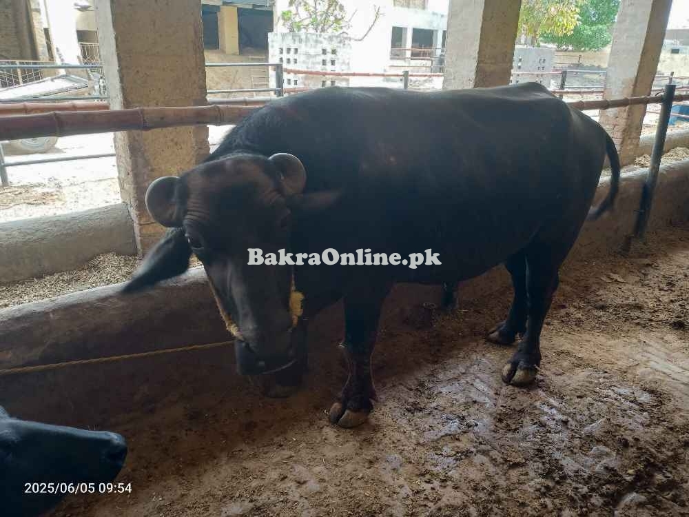 قربانی کے لیے کٹا ماشاءاللہ جس کا وزن اٹھ سے دس من ہے