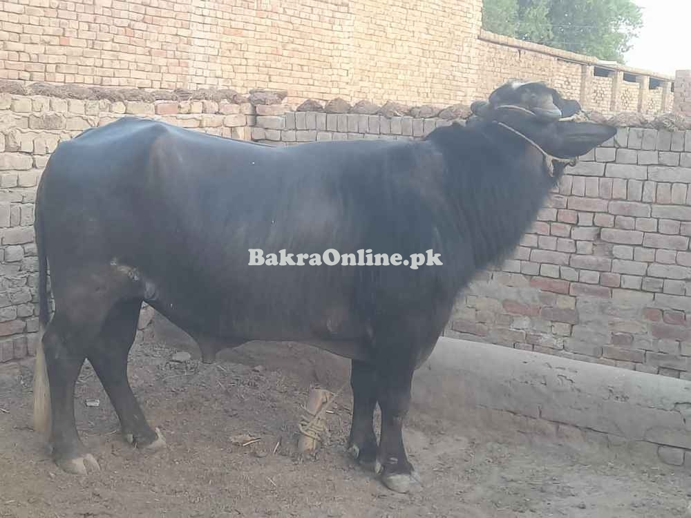 Bull For Selling