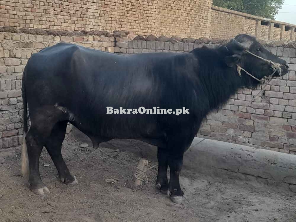 Bull For Selling