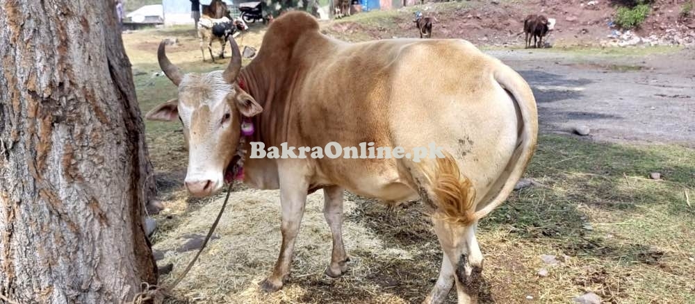 Qurbani Wehra/Bull For Sale