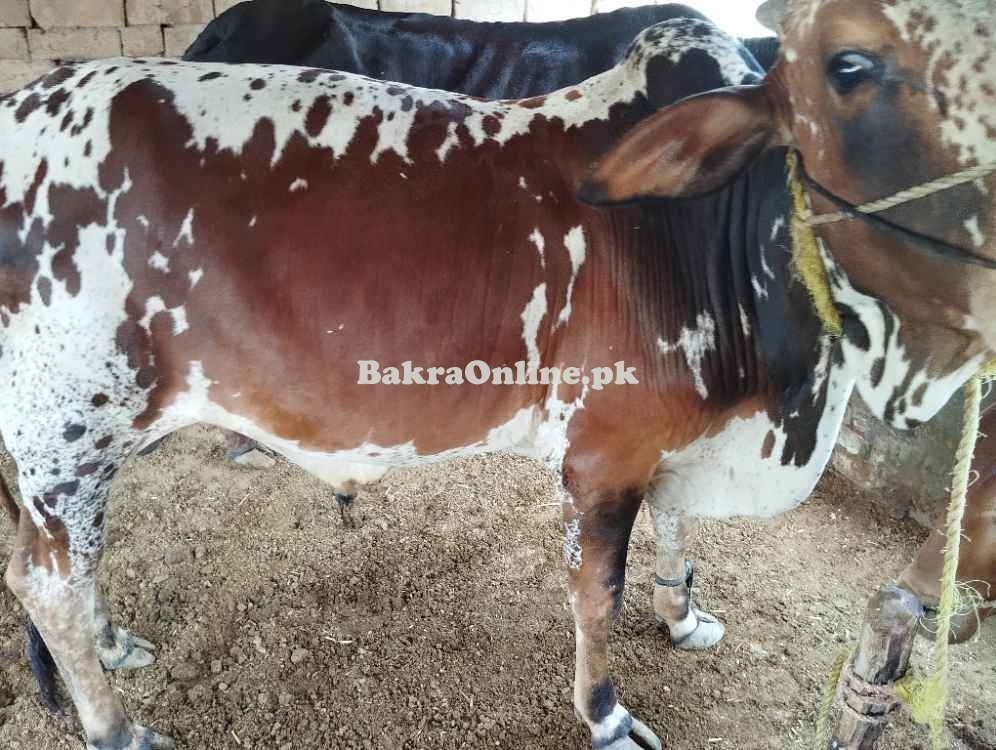 Bull ,bachra Qurbani