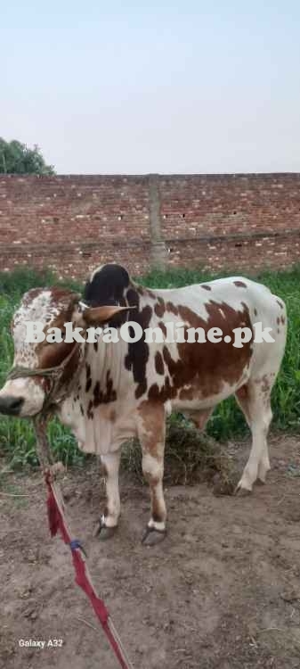 Bull For Selling
