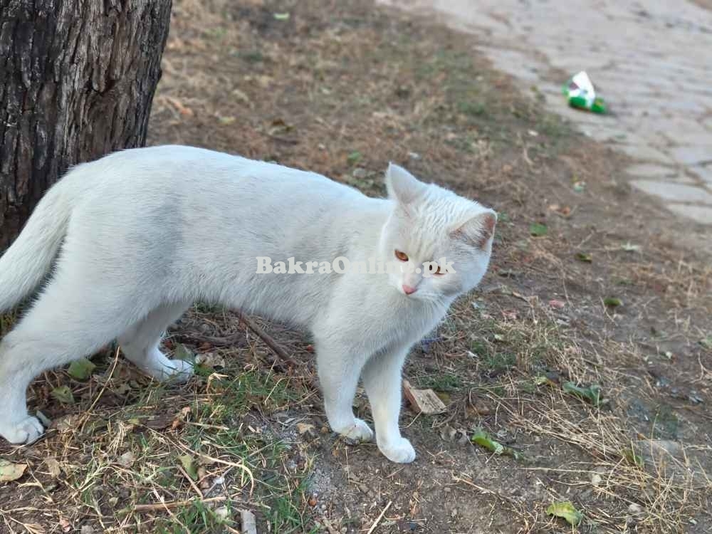 Adorable Persian Cats for Sale! Adorable Persian Cats for Sale!Adorabl