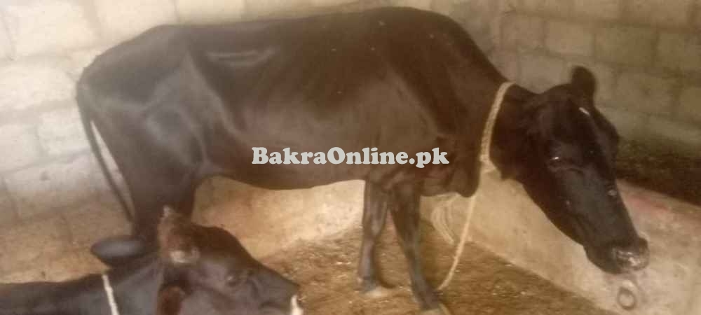 Cows For Sale In Pull 111 Sargodha