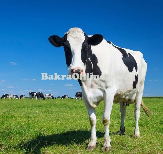 Original Australia & Natherlands Imported Cows