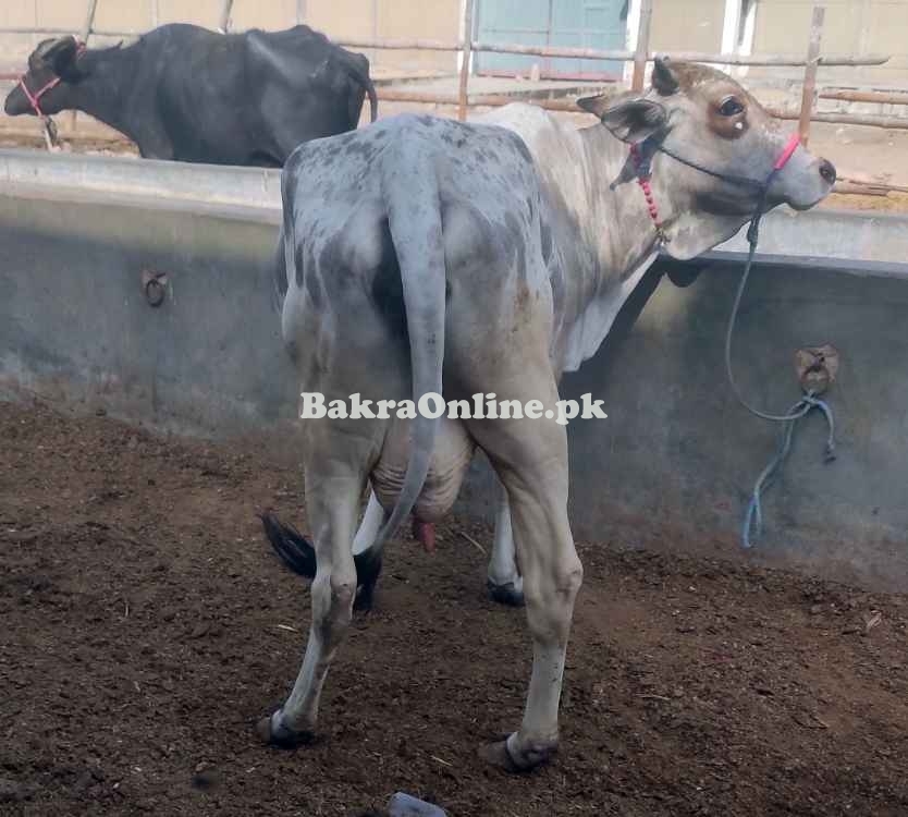 Cow For Sale. 7-8KG Milk Per Time