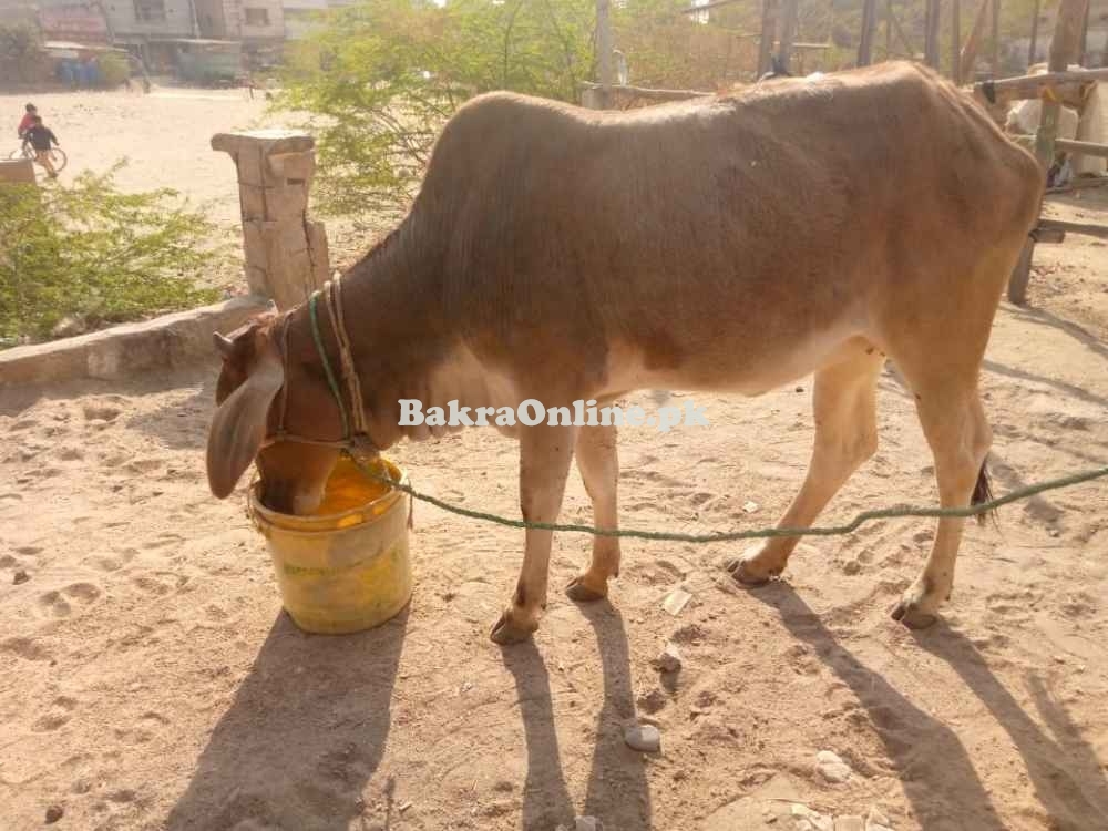 Cow For Sale In Karachi
