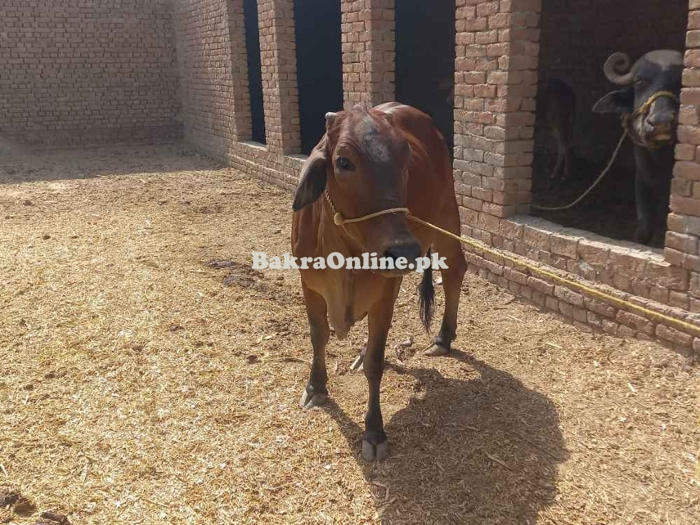 Qurbani Shandar Shoq Ki Qurbani