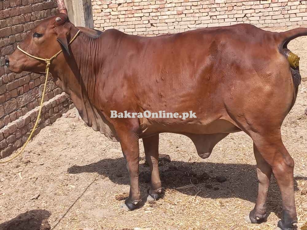Qurbani Shandar Shoq Ki Qurbani