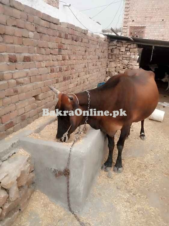 Healthy Cows For Sale – Excellent Genetics And Great Prices