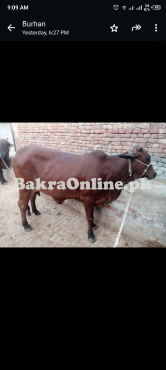 Pure Sahiwal Heifer