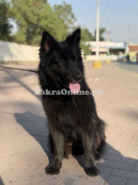 Black German shepherd Female