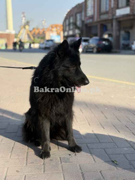 Black German shepherd Female