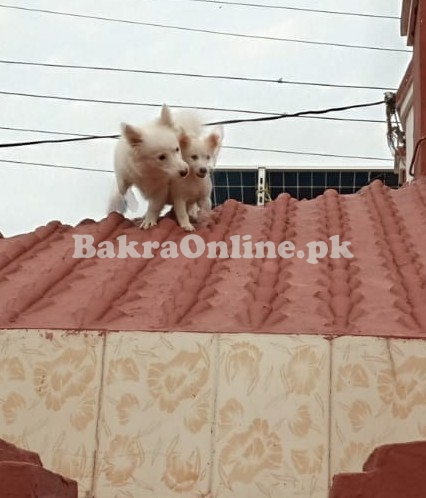 Russian Puppies zero size