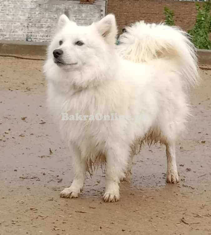 Russian Puppies zero size