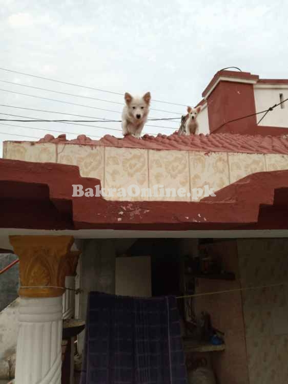 Russian Puppies zero size