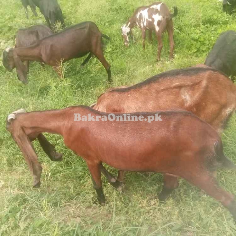 Goats for sale Nagri beetal