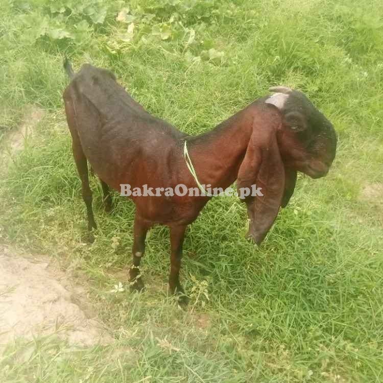 Goats for sale Nagri beetal