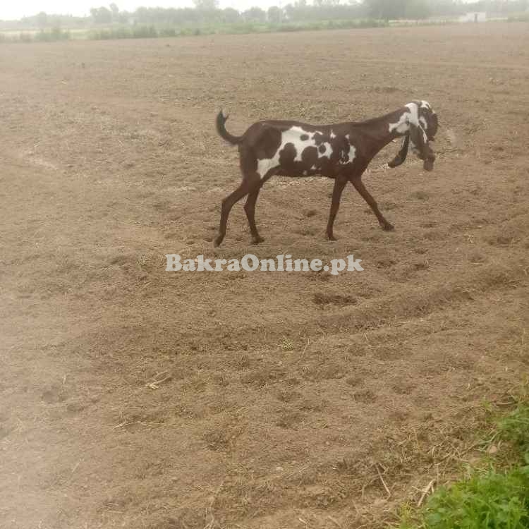 Goats for sale Nagri beetal