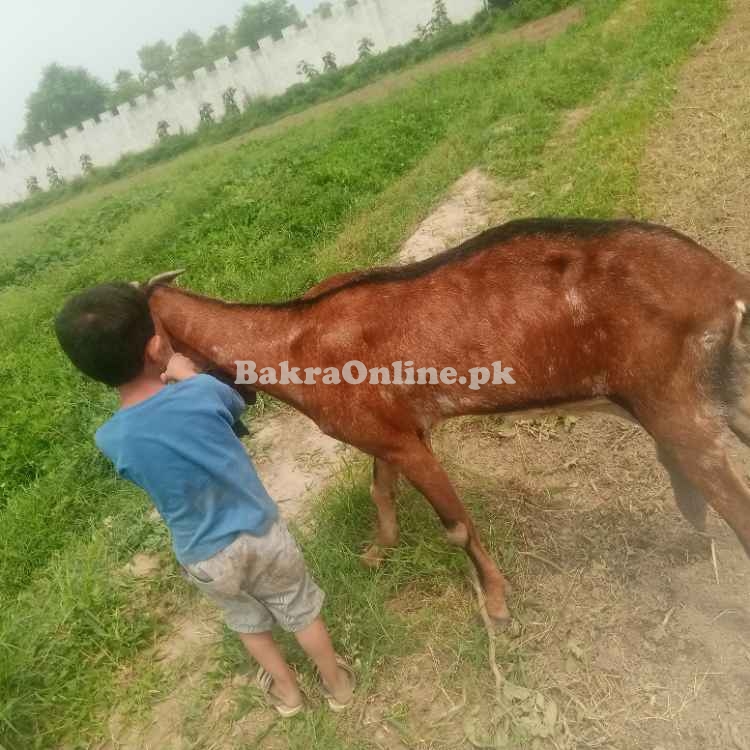 Goats for sale Nagri beetal