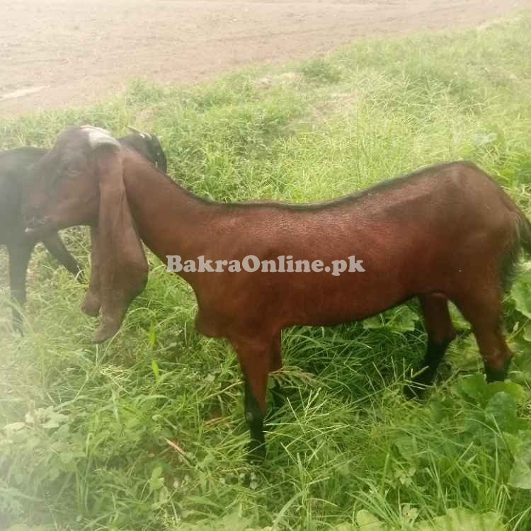 Goats for sale Nagri beetal