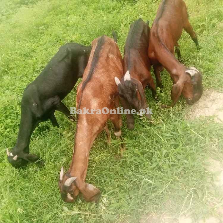 Goats for sale Nagri beetal