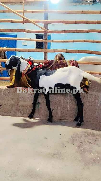 Bakra for sale in Karachi