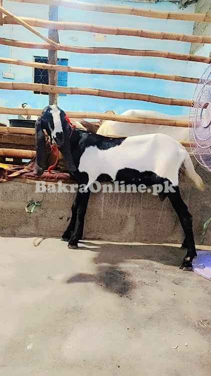 Bakra for sale in Karachi