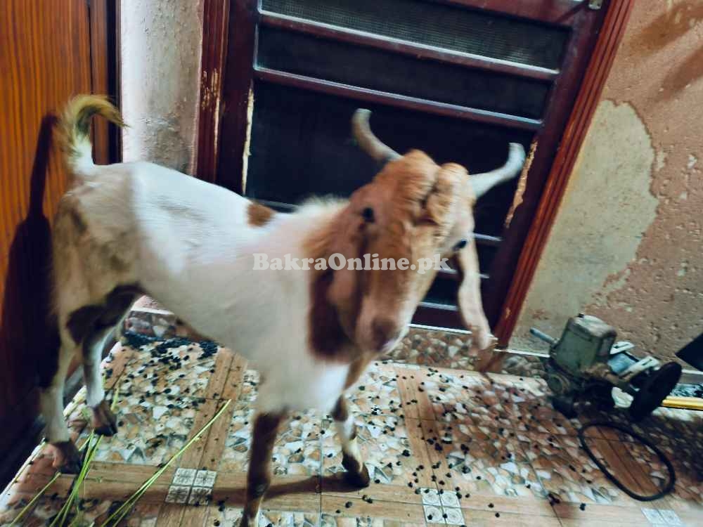 2 Daant Bakra For Salein reasonable price