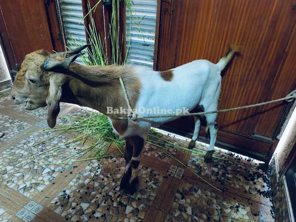 2 Daant Bakra For Salein reasonable price