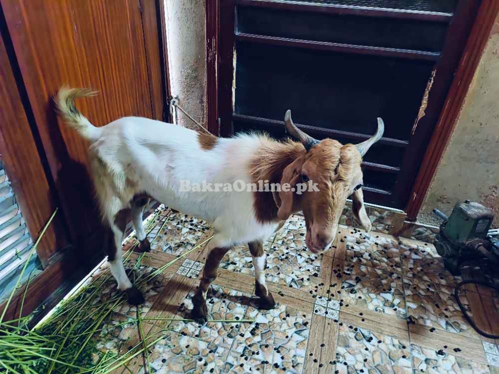 2 Daant Bakra For Salein reasonable price