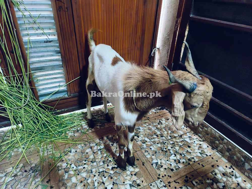 2 Daant Bakra For Salein reasonable price