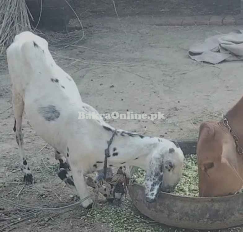 White desi bakri