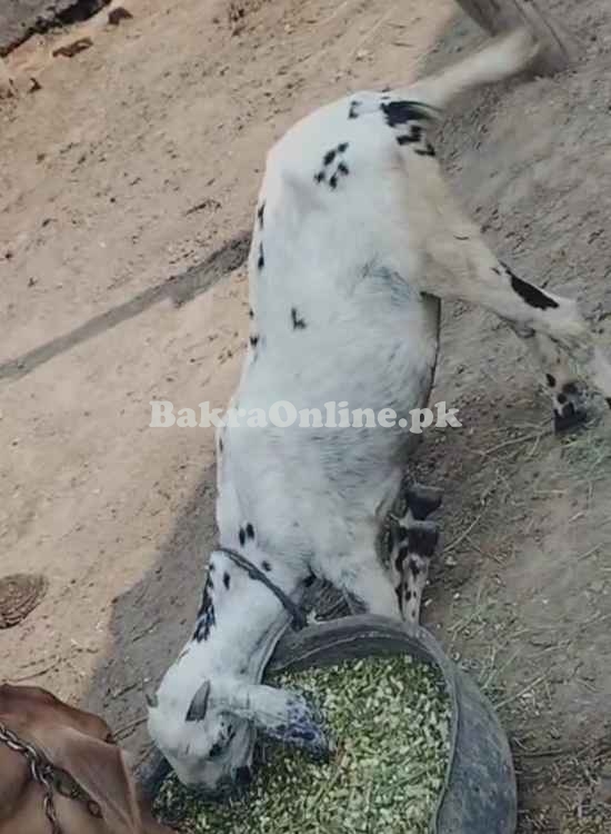 White desi bakri