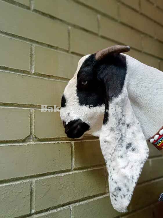 3 mahine ki gaban bakri
