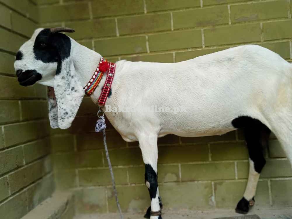 3 mahine ki gaban bakri