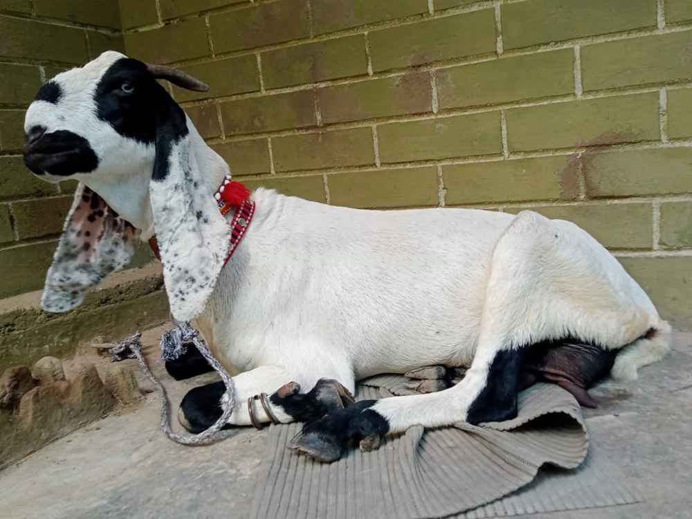 3 mahine ki gaban bakri