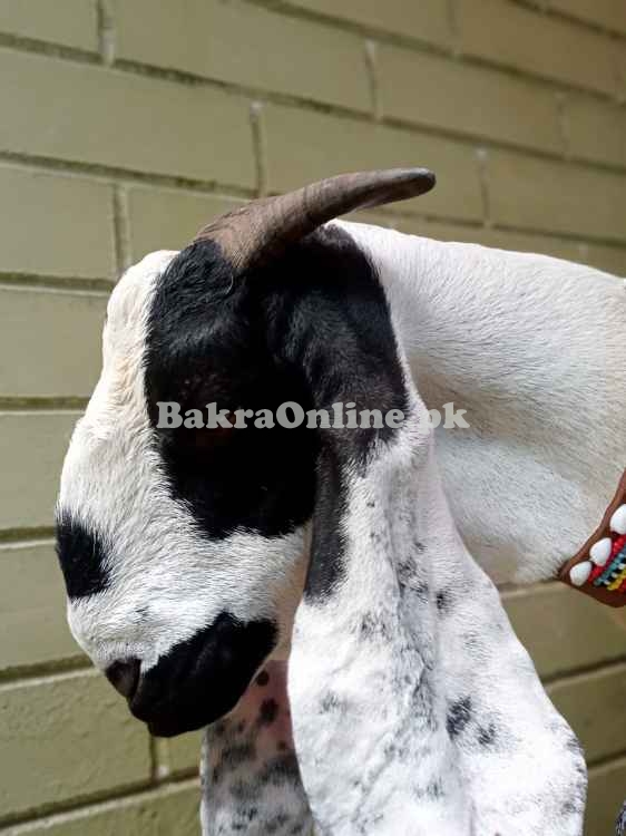 3 mahine ki gaban bakri