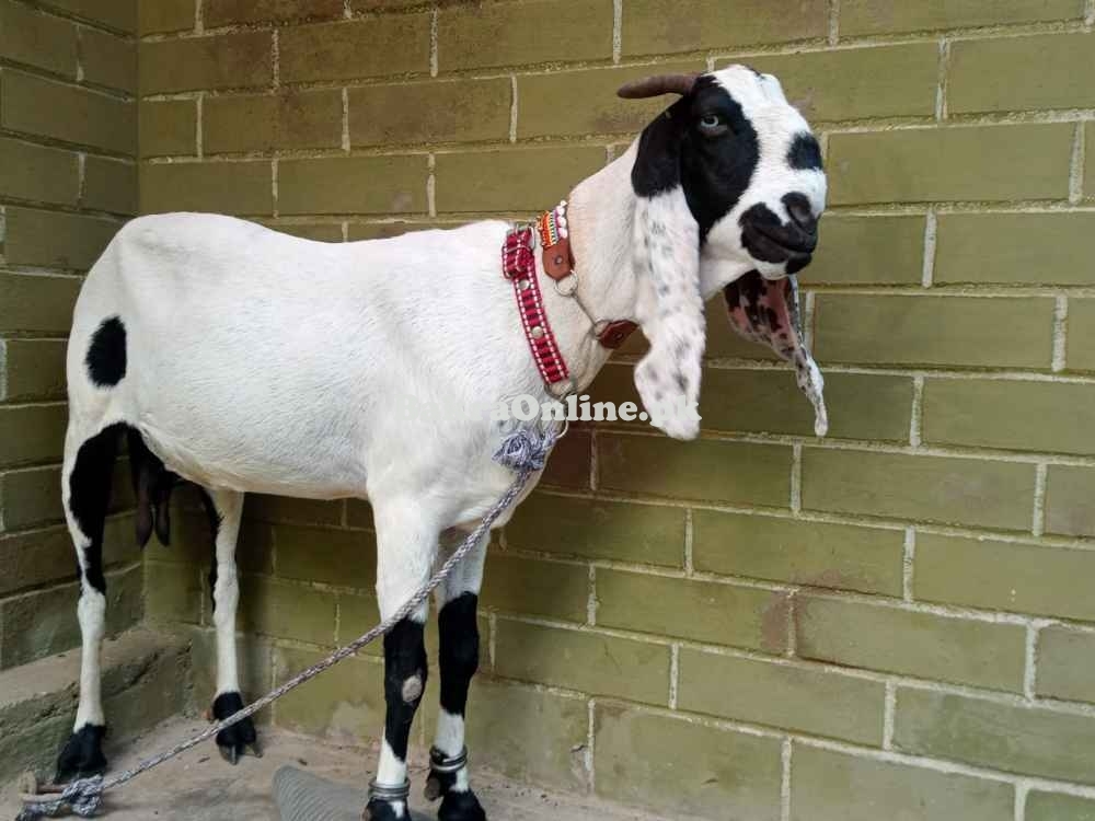 Bakri for saleftrwterrtetewtewterwwwwwwwwwwwwwwwwwwwwwwwwwwwwwwwwwwwww