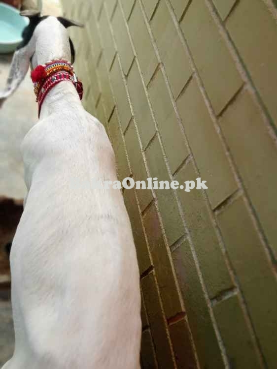 bakri for saleftrwterrtetewtewterwwwwwwwwwwwwwwwwwwwwwwwwwwwwwwwwwwwww