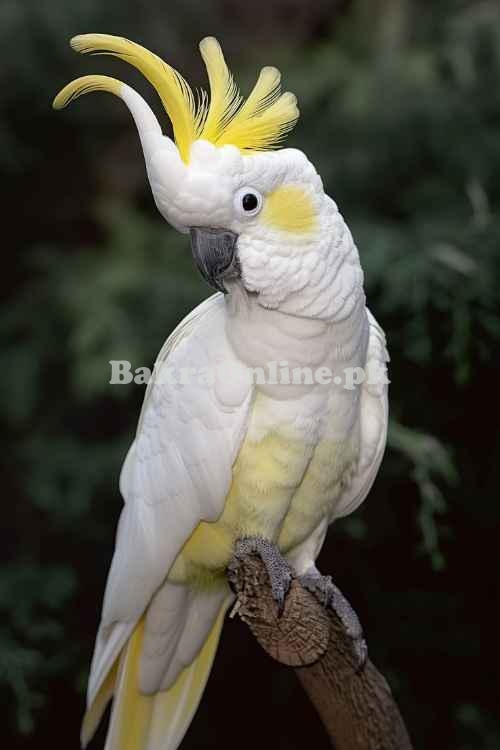 Cockatoo for sale