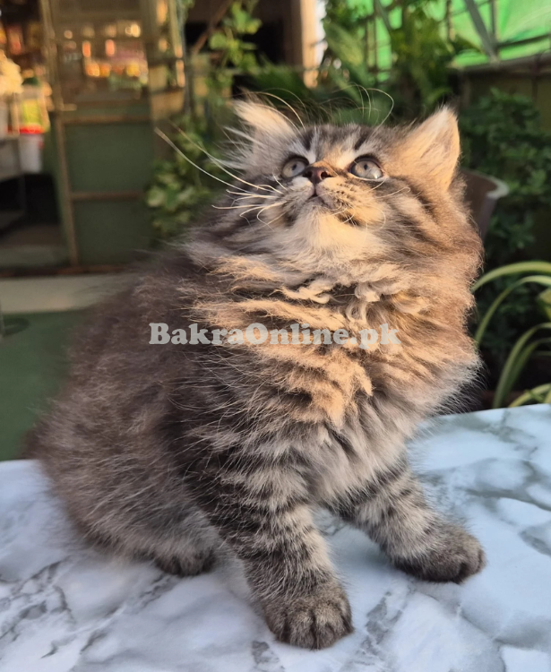 Siberian Kitten with Cage for Sale – Healthy & Playful