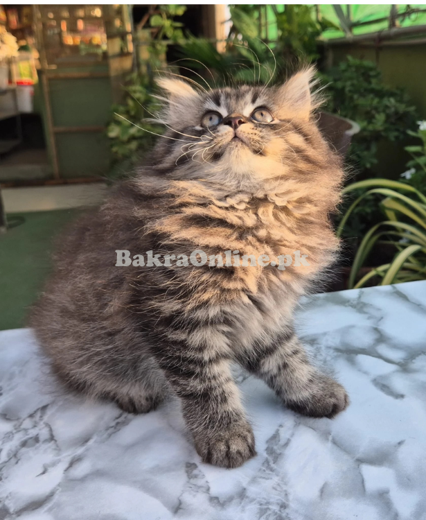 Siberian Kitten with Cage for Sale – Healthy & Playful