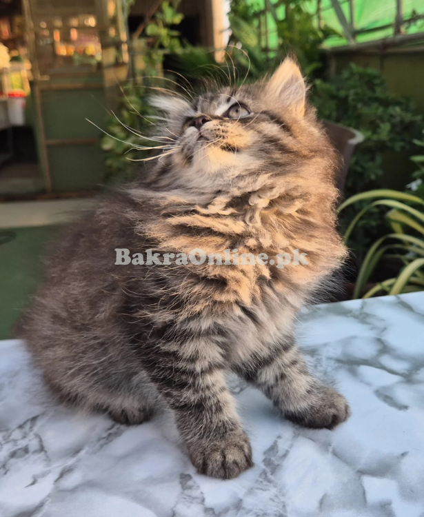 Siberian Kitten with Cage for Sale – Healthy & Playful