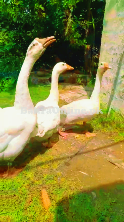 “🦆  3 big healthy adult  Ducks  – For Sale 🐥✨”